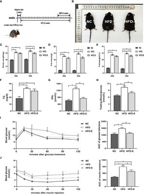 Empagliflozin Attenuates Obesity-Related Kidney Dysfunction and NLRP3 Inflammasome Activity Through the HO-1–Adiponectin Axis